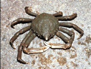 Spider Crab 
