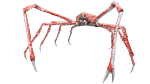 Spider crab