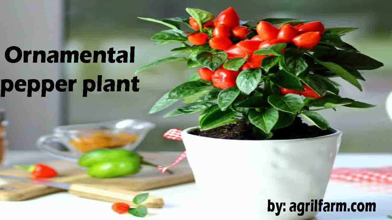 ornamental pepper plant