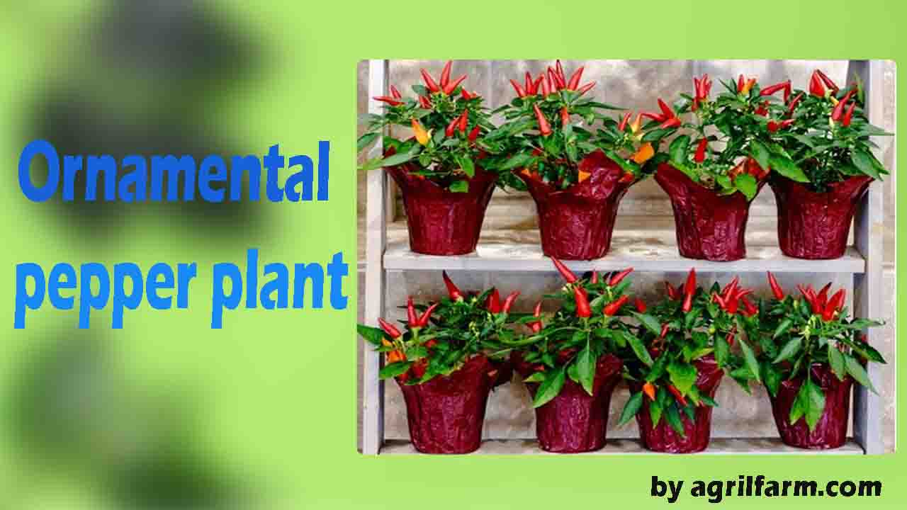 Ornamental pepper plant