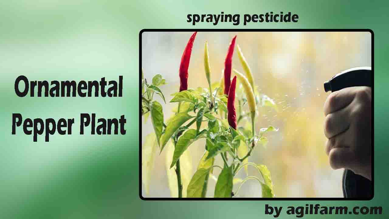 Ornamental pepper plant