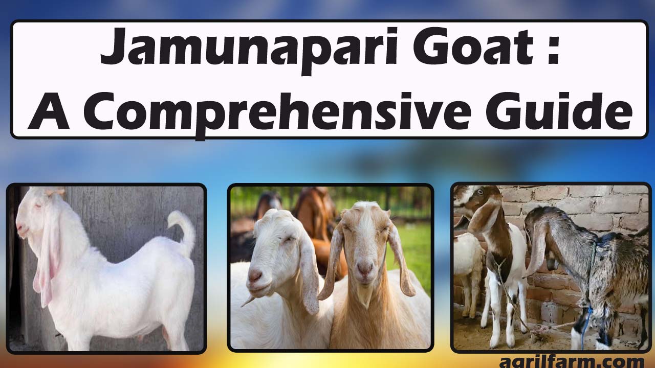 jamunapari Goat