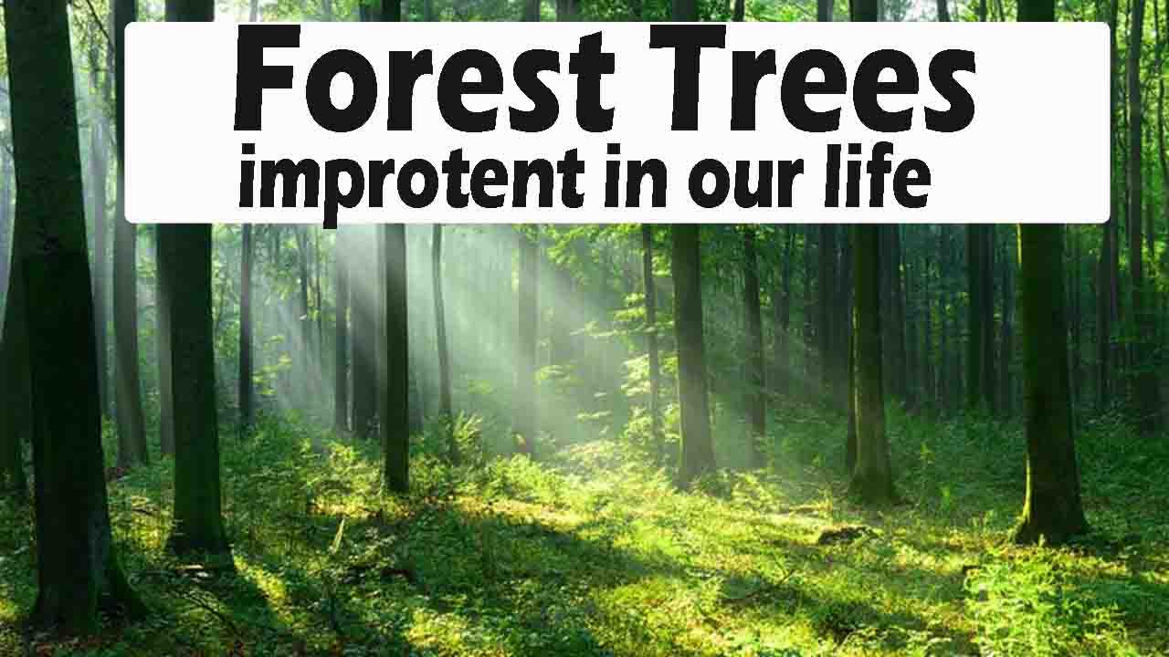 forest