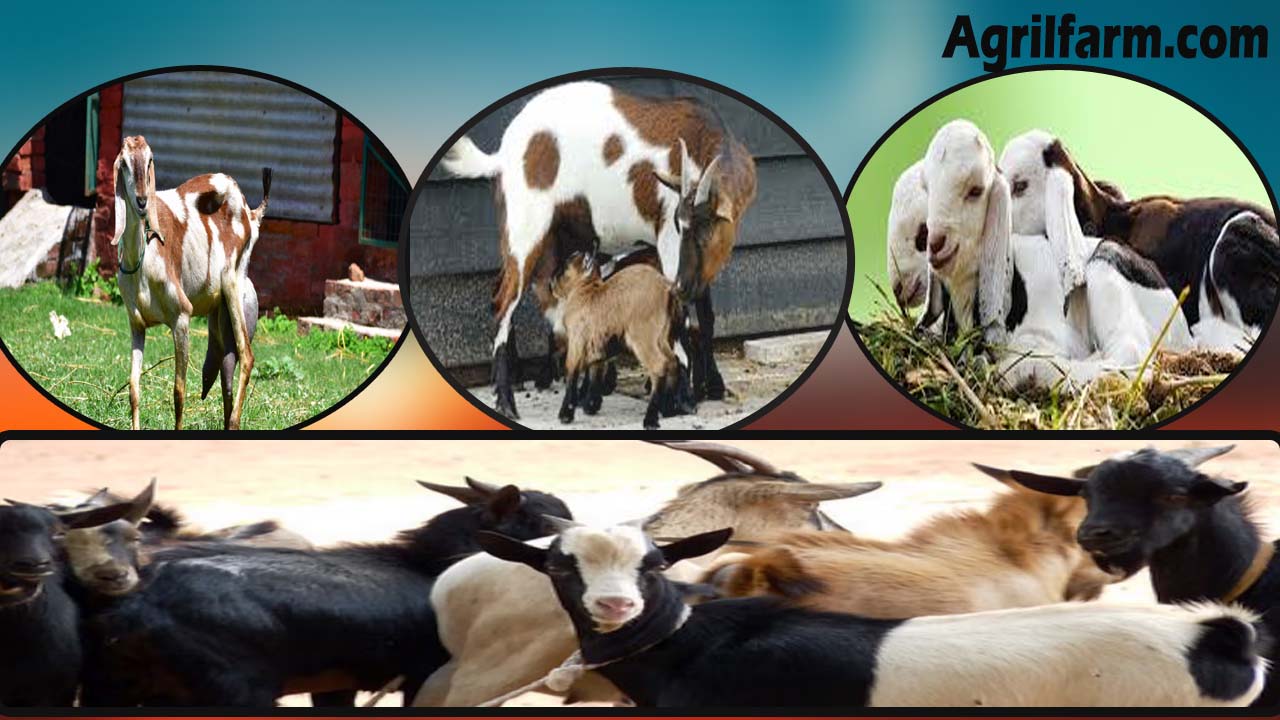 jamunapari Goat breed