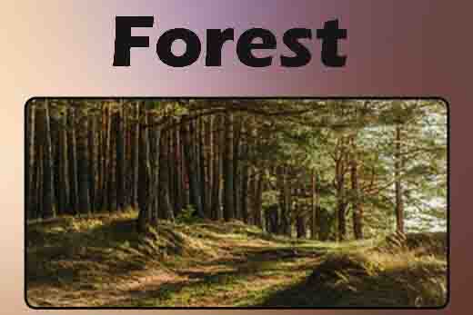 Forest Trees/ Forest Tree