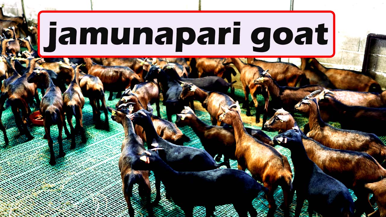 Jamunapri goat