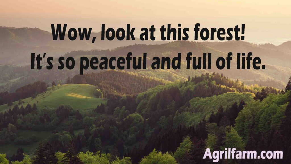 Forest