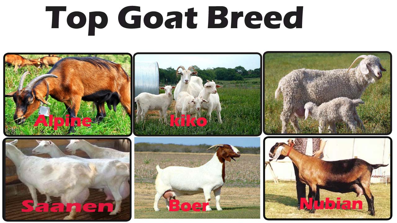 Top Goat Breed