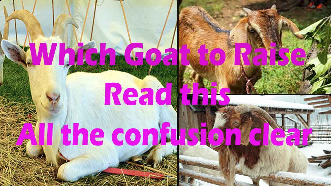 Selection of Goat Breed