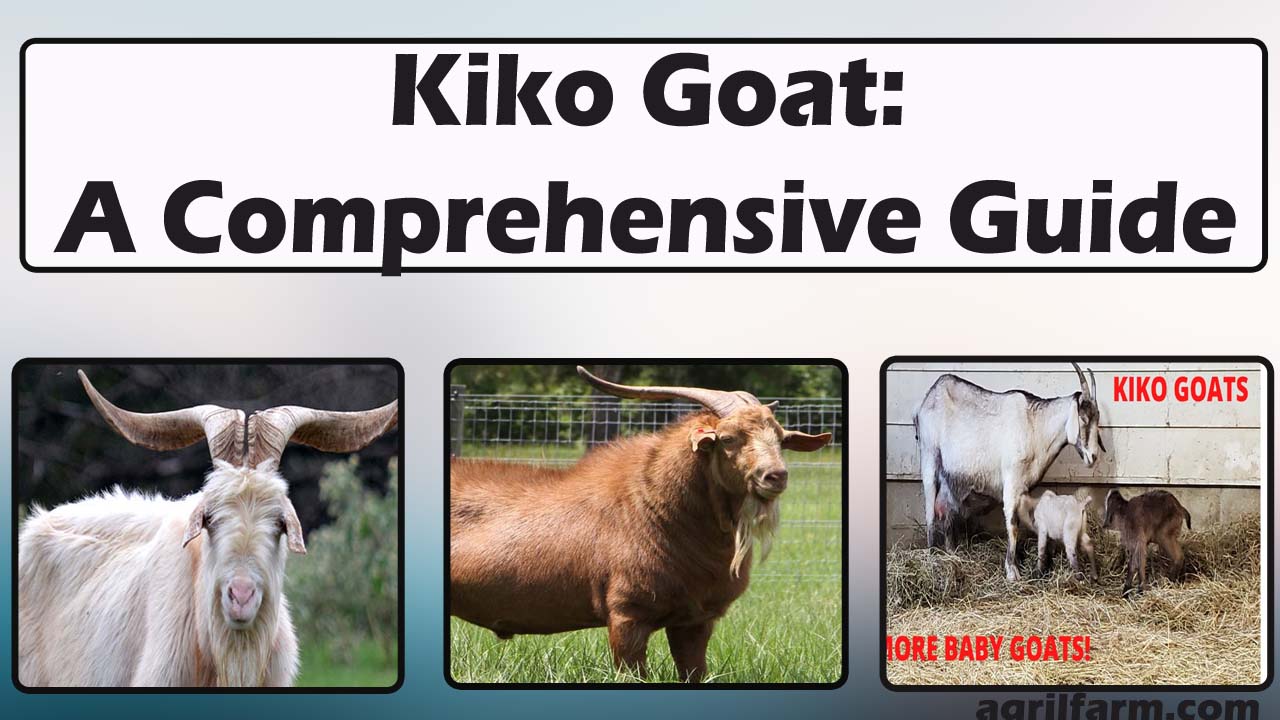 kiko goat