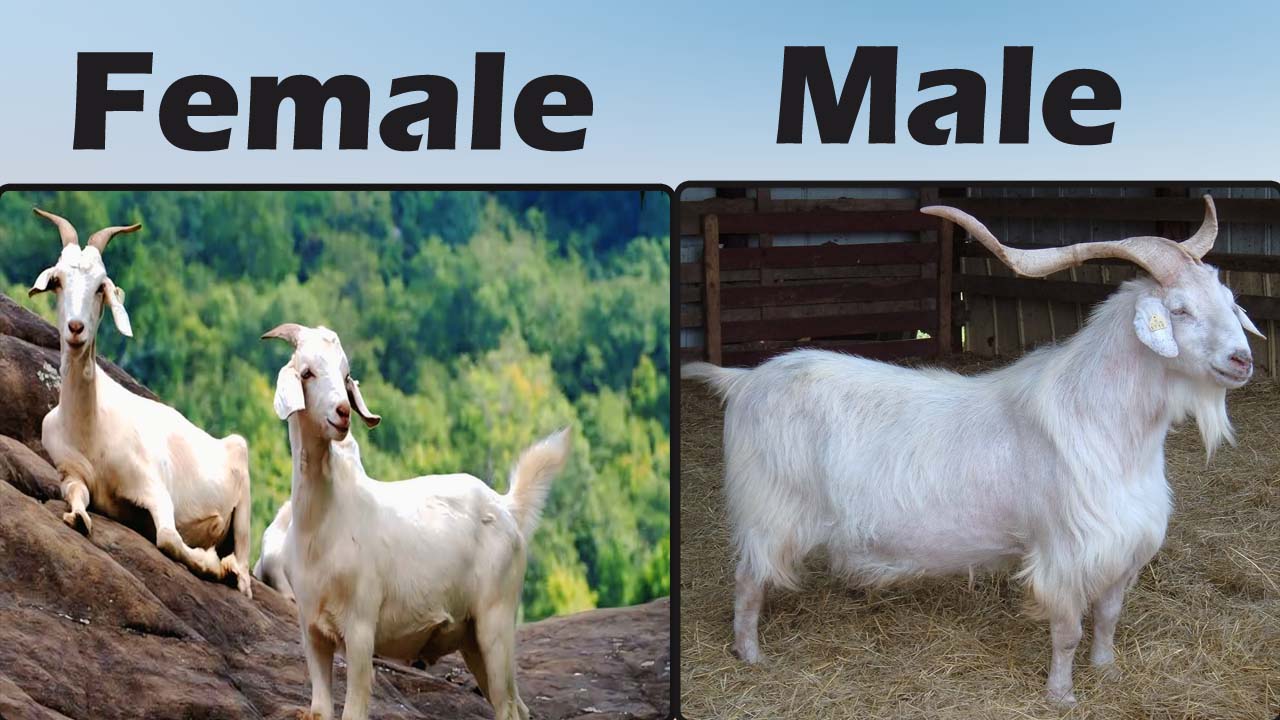 Kiko Goat
