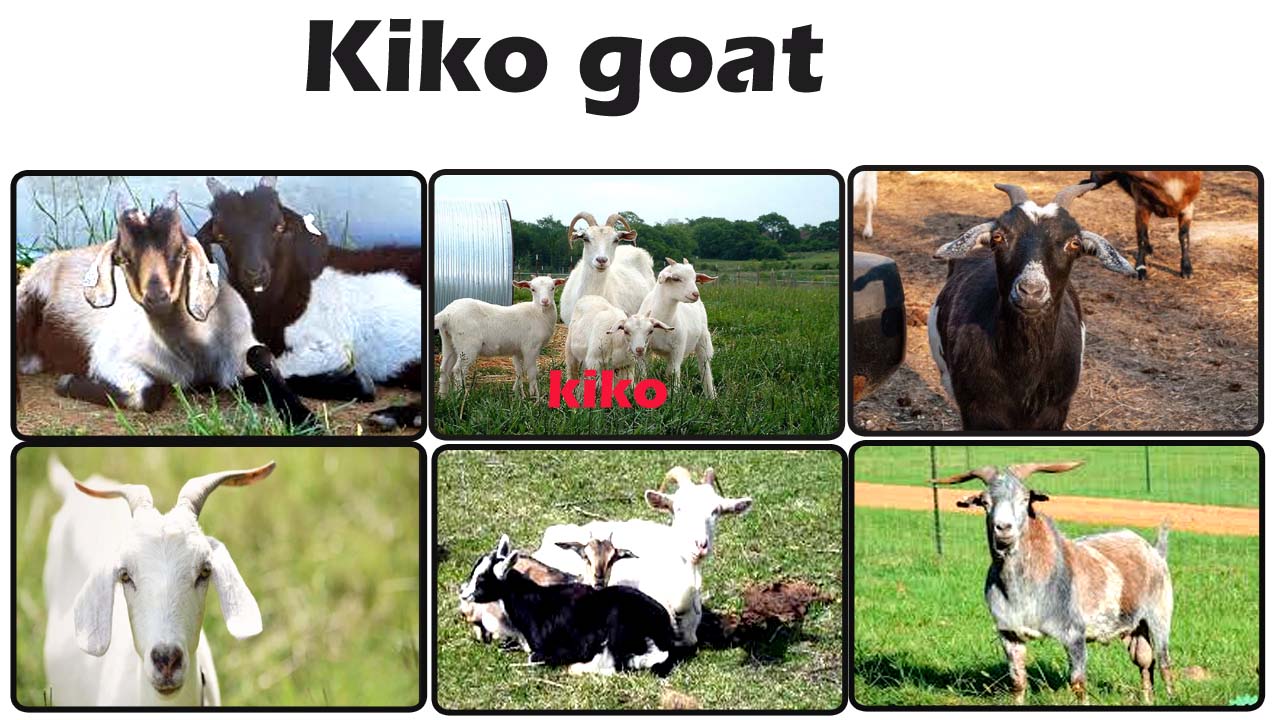Kiko Goat