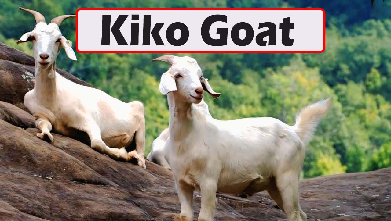 Kiko Goat